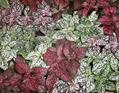 Hypoestes phyllostachya